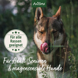 AniForte LandChicken Trockenfutter Huhn für adulte Hunde glutenfrei und monoprotein mit 2 kg - 2 kg – Bild 1 von 5