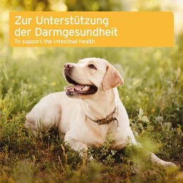 AniForte Probiotikum für Hunde zur Unterstützung von Magen-Darm und Immunsystem 90 Tabletten – Bild 1 von 5