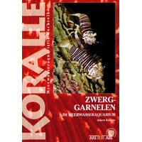 Produktbild von Animalbook Zwerggarnelen für das Meerwasseraquarium 1 Stück