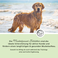 Produktbild von Annimally Amino Boost Muskelaufbau Tabletten für Hunde mit Aminosäuren und Magnesium 150 Stück