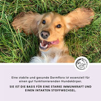 Produktbild von Annimally Colon Vital Probiotika Tabletten für Hunde zur Unterstützung der Darmflora und Verdauung 120 Stück