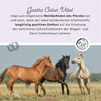 Produktbild von Annimally Gastro Colon Vital Magen-Darm Liquid für Pferde 1000ml - 1000 ml