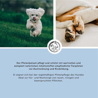 Produktbild von Annimally Pfotenbalsam Pfotenpflege für Hunde und Katzen 50 g - 50 g