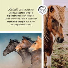 Annimally Premium Leinöl für Pferde und Hunde 5 Liter kaltgepresst als Futterzusatz für Haut und Fell - 5 l – Bild 1 von 5