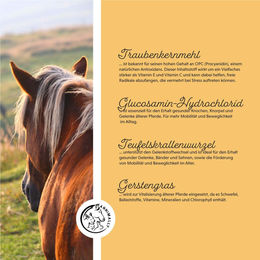 Annimally Senior Vital Pulver für Pferde zur Unterstützung von Immunsystem, Herz sowie Gelenken und Knochen 800g - 800 g – Bild 1 von 5