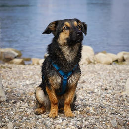 anny-x Brustgeschirr Fun für große Hunde braun türkis blau Größe L – Bild 1 von 3