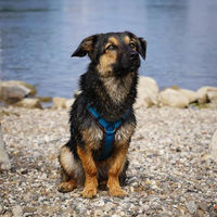 Produktbild von anny-x Brustgeschirr Fun für große Hunde braun türkis blau Größe L