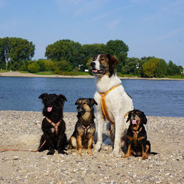 Anny-X Brustgeschirr Fun Goldglöckchen gepolstertes Hundegeschirr Cord Größe XS – Bild 1 von 4