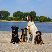 Produktbild von Anny-X Brustgeschirr Fun Goldglöckchen gepolstertes Hundegeschirr Cord Größe XS