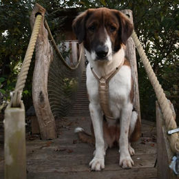 Anny-X Brustgeschirr Fun Schneeball Hundegeschirr aus Cordura Größe L für große Rassen – Bild 1 von 3
