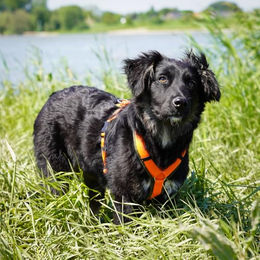 Anny-X Hundegeschirr Cordura Brustgeschirr Größe M Oliv-Orange – Bild 1 von 2