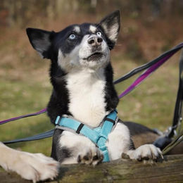 annyx Brustgeschirr Fun für Hunde Grau Eisblau Größe S – Bild 1 von 3