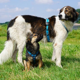 annyx Brustgeschirr Fun für kleine Hunde Braun Türkis Blau Größe XS – Bild 1 von 4
