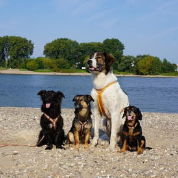 Annyx Brustgeschirr Fun Goldglöckchen Hundegeschirr aus Cordura Größe S – Bild 1 von 3