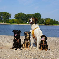 Produktbild von Annyx Brustgeschirr Fun Goldglöckchen Hundegeschirr aus Cordura Größe S