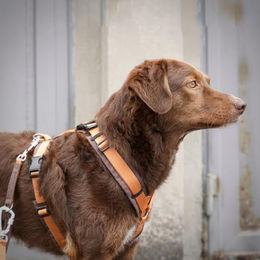 Annyx Brustgeschirr Open Fun Hundegeschirr für sensible Hunde Braun-Bernstein Größe XS – Bild 1 von 3