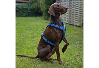 AnnyX Hundegeschirr Fun gepolstertes Brustgeschirr aus Nylon in Schwarz-Rot – Bild 1 von 7