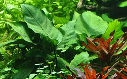 Anubias barteri var. caladiifolia Caladium-Speerblatt AquaPlants XL Topf – Bild 1 von 2