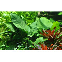 Produktbild von Anubias barteri var. caladiifolia Caladium-Speerblatt AquaPlants XL Topf