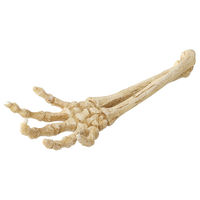 Produktbild von Aqua Della Aquariumdekoration Skelett Hand für Fische Meerwasser Beige 26,8 x 9,4 x 4,5 cm