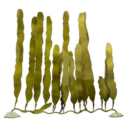 Produktbild von Aqua Della Kunstpflanze Caulerpa für Meerwasser Aquarien Grün Größe S