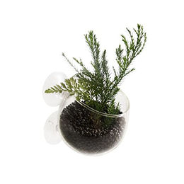 Aqua Della Pflanzgefäß aus Glas für Aquarien transparent – Bild 1 von 11