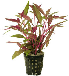 Produktbild von Aquafleur Alternanthera Reineckii Rot Aquarienpflanze im 5 cm Topf