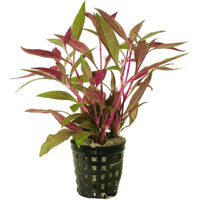 Produktbild von Aquafleur Alternanthera Reineckii Rot Aquarienpflanze im 5 cm Topf