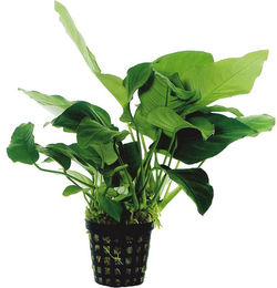 Produktbild von Aquafleur Anubias Barteri Nana Lebende Aquarienpflanze im 5 cm Topf