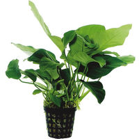 Produktbild von Aquafleur Anubias Barteri Nana Lebende Aquarienpflanze im 5 cm Topf