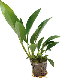 Produktbild von Aquafleur Anubias Congensis Lebende Aquarienpflanze im 5 cm Topf