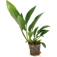 Produktbild von Aquafleur Anubias Congensis Lebende Aquarienpflanze im 5 cm Topf