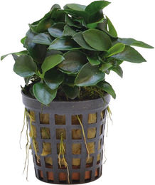Produktbild von Aquafleur Anubias Nana Bonsai Mini-Pflanze Grün im 5 cm Topf