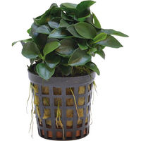 Produktbild von Aquafleur Anubias Nana Bonsai Mini-Pflanze Grün im 5 cm Topf