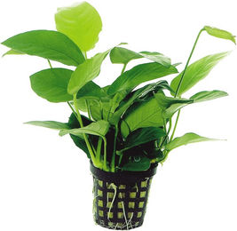 Produktbild von Aquafleur Anubias Nana Lebende Aquarienpflanze im 5 cm Topf
