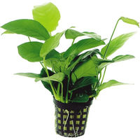 Produktbild von Aquafleur Anubias Nana Lebende Aquarienpflanze im 5 cm Topf