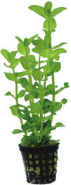 Aquafleur Bacopa Amplexicaulis Wasserpflanze im 5 cm Kunststofftopf – Bild 1 von 2