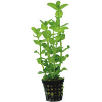 Produktbild von Aquafleur Bacopa Amplexicaulis Wasserpflanze im 5 cm Kunststofftopf