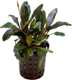Produktbild von Aquafleur Bucephalandra Theia Aquarienpflanze im 5 cm Topf