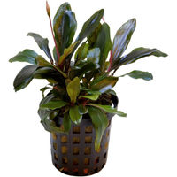 Produktbild von Aquafleur Bucephalandra Theia Aquarienpflanze im 5 cm Topf