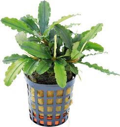 Produktbild von Aquafleur Bucephalandra Theia Grün lebende Aquarienpflanze im 5 cm Topf