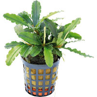 Produktbild von Aquafleur Bucephalandra Theia Grün lebende Aquarienpflanze im 5 cm Topf