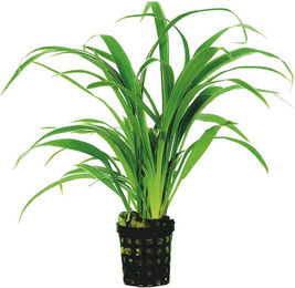 Produktbild von Aquafleur Chlorophytum Bichettii Lebende Pflanze im 5 cm Topf