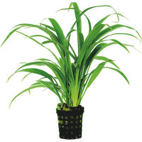 Produktbild von Aquafleur Chlorophytum Bichettii Lebende Pflanze im 5 cm Topf