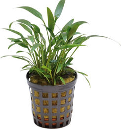 Produktbild von Aquafleur Cryptocoryne Amicorum Lebende Aquarienpflanze im 5 cm Topf