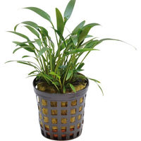 Produktbild von Aquafleur Cryptocoryne Amicorum Lebende Aquarienpflanze im 5 cm Topf