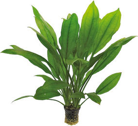 Produktbild von Aquafleur Echinodorus Bleheri Aquarienpflanze im 5 cm Topf