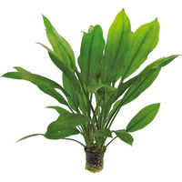Produktbild von Aquafleur Echinodorus Bleheri Aquarienpflanze im 5 cm Topf