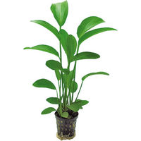 Produktbild von Aquafleur Echinodorus Radicans Aquarienpflanze im 5 cm Topf