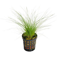 Produktbild von Aquafleur Eleocharis Acicularis Wasserpflanze im 5 cm Topf